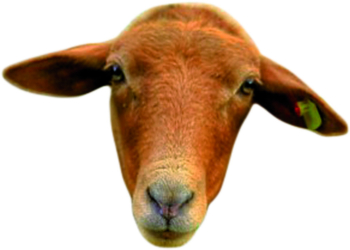 Angriff der Klonkrieger