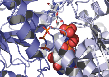 Leibniz-Preis geht nach Heidelberg