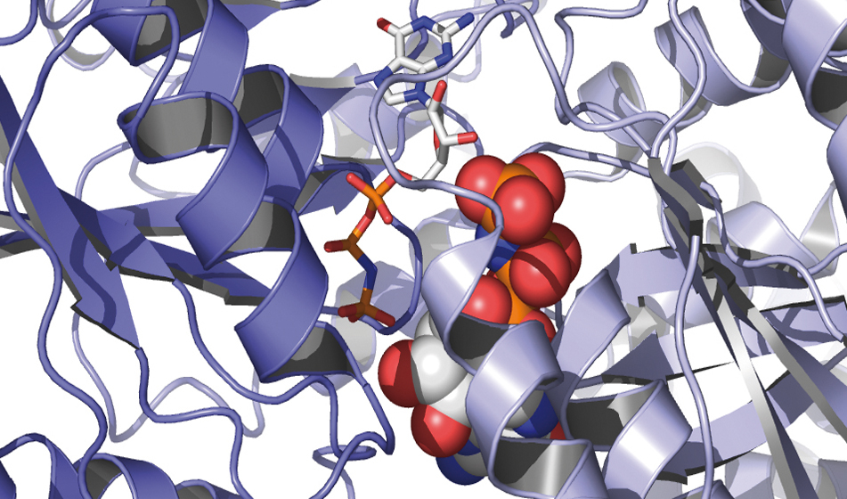 Leibniz-Preis geht nach Heidelberg