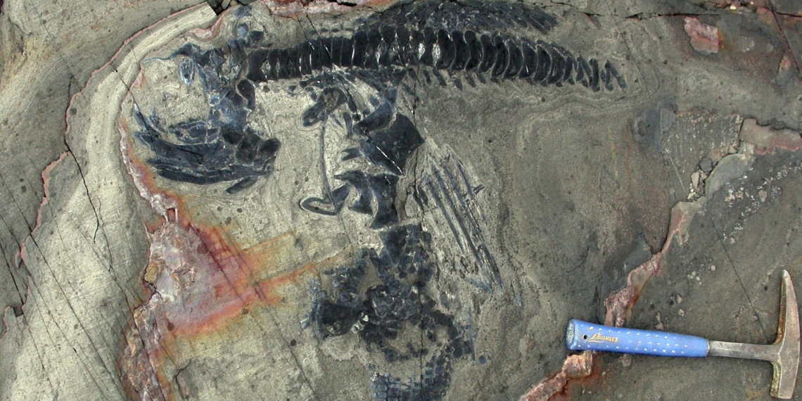 Ein echter Ichthyosaurier-Friedhof