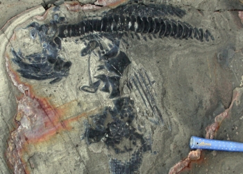 Ein echter Ichthyosaurier-Friedhof