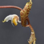 Gongora Leucochila. Bild: Botanischer Garten