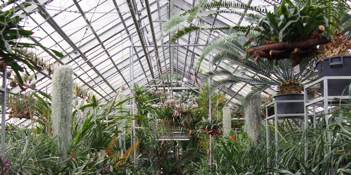 Im Tempel der Pflanzenjäger