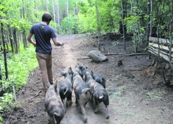 Schuften für schwedische Schweine