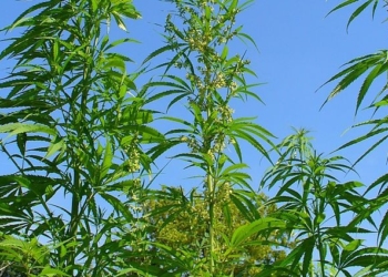 Umfrage: Sollte Cannabis legalisiert werden?