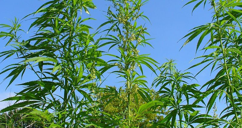 Cannabis sativa: Diese im im Botanischen Garten des KIT Karlsruhe angebauten Pflanzen sind bereits legal, denn sie dienen in der Homöpathie als Arznei. Wird Cannabis bald ganz legalisiert? Bild: H. Zell (https://upload.wikimedia.org/wikipedia/commons/thumb/d/db/Cannabis_sativa_001.JPG/674px-Cannabis_sativa_001.JPG). Lizenz: CC BY-SA 3.0 (https://creativecommons.org/licenses/by/3.0/de/)