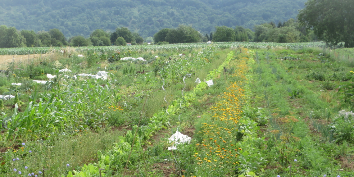 Das Glück der Feldarbeit