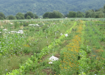 Das Glück der Feldarbeit
