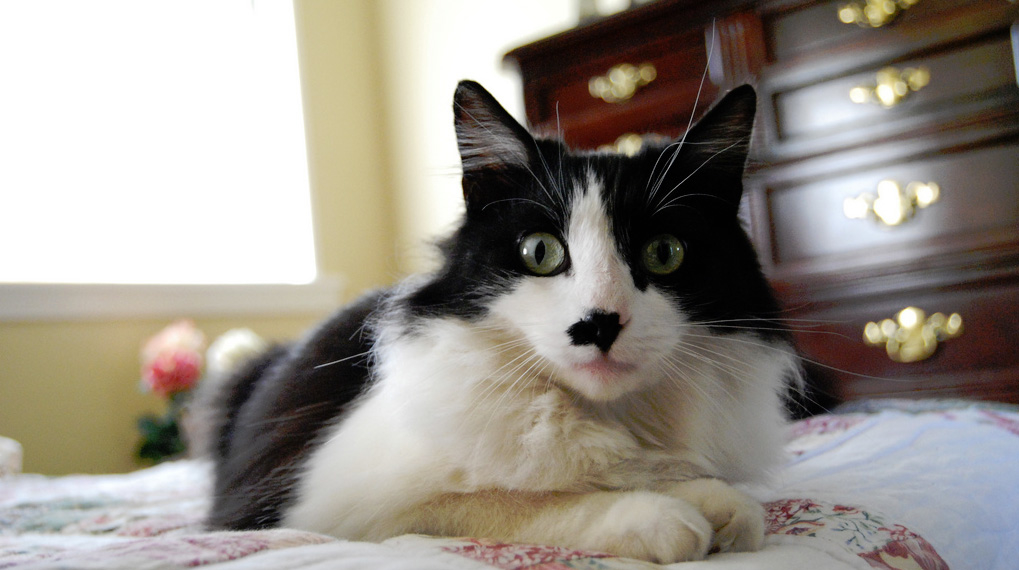 Rassismus statt Katzenbabys