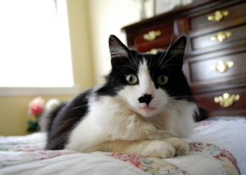 Rassismus statt Katzenbabys