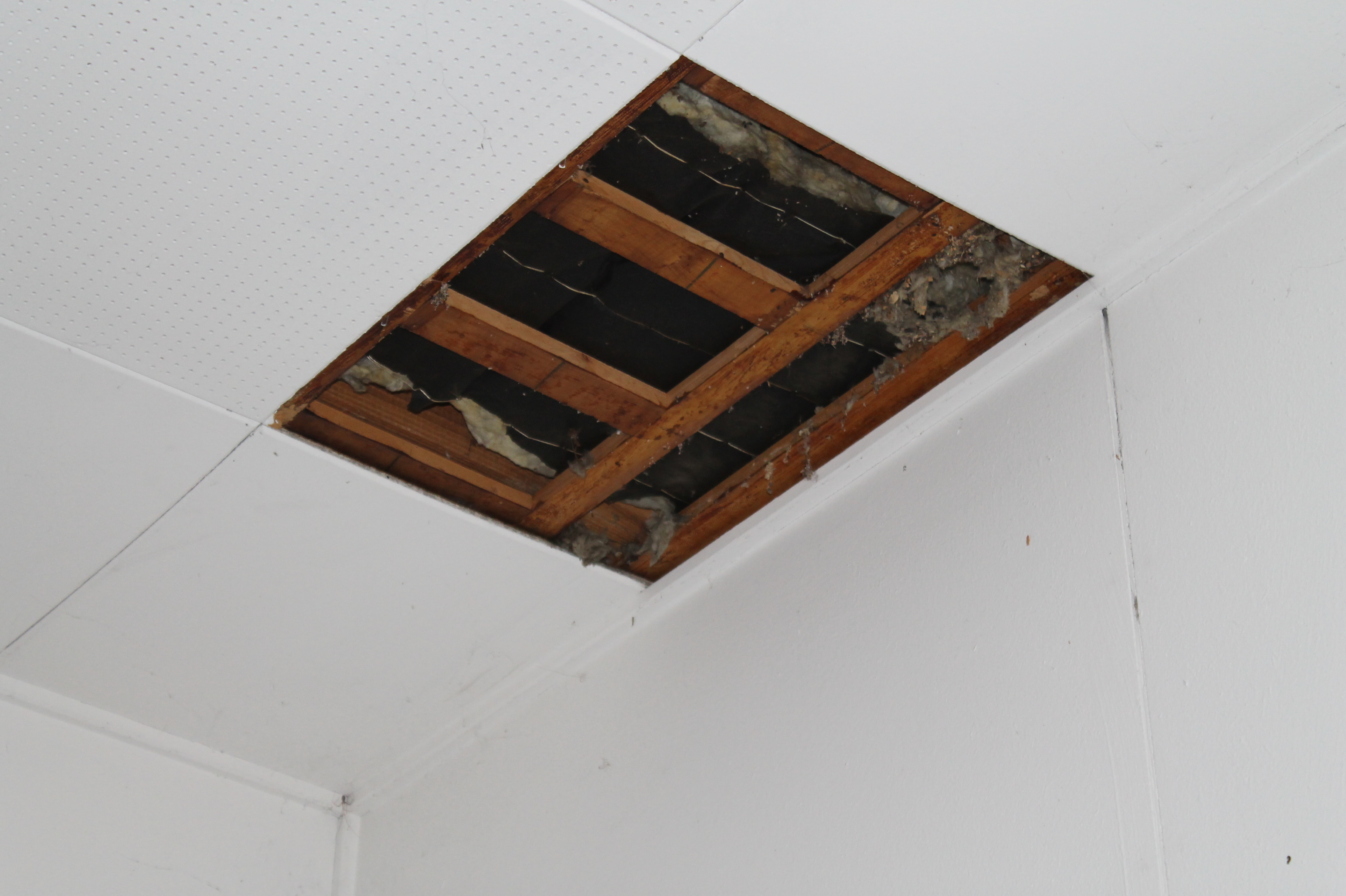 Brennende Kabel und tote Mäuse