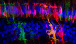 Konfokal-Mikroskopiebild eines Schnittes durch die Retina eines Medaka-Fisch. Bild: Katharina Lust, Joachim Wittbrodt.