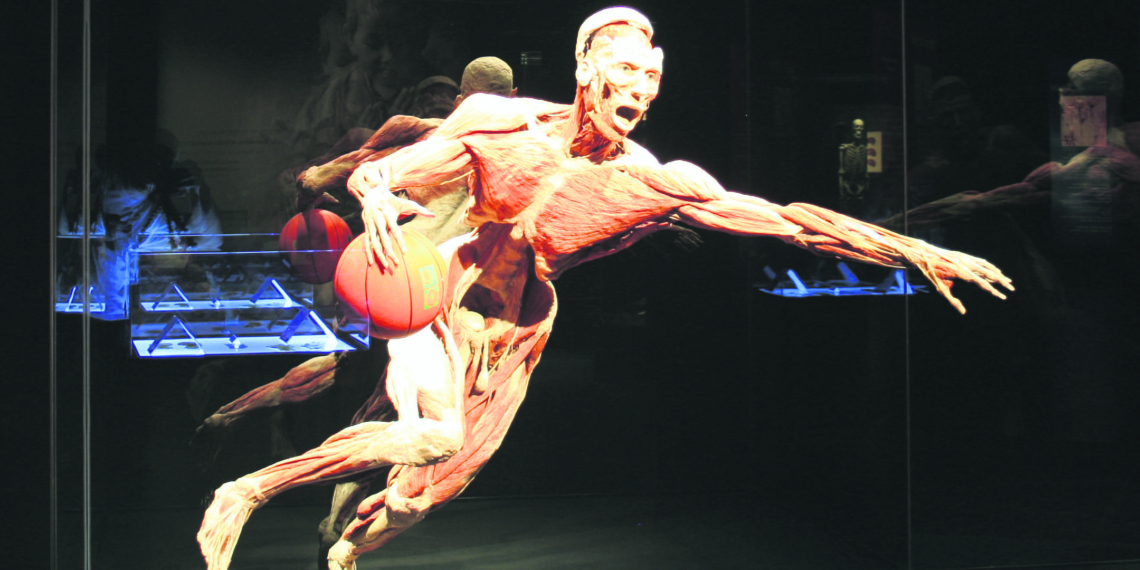 Anatomisches Memento mori