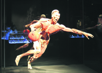 Anatomisches Memento mori