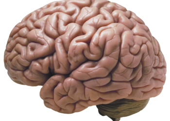 Blut gegen das Vergessen