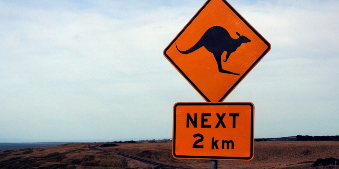 Kängurus huckepack tragen