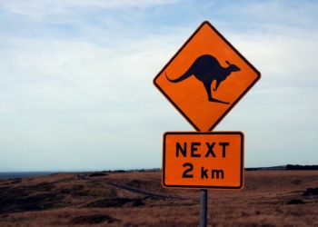 Kängurus huckepack tragen