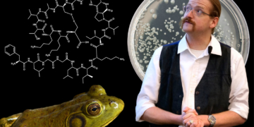 Auf den Frosch gekommen