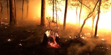 Das Geschäft mit den Genen