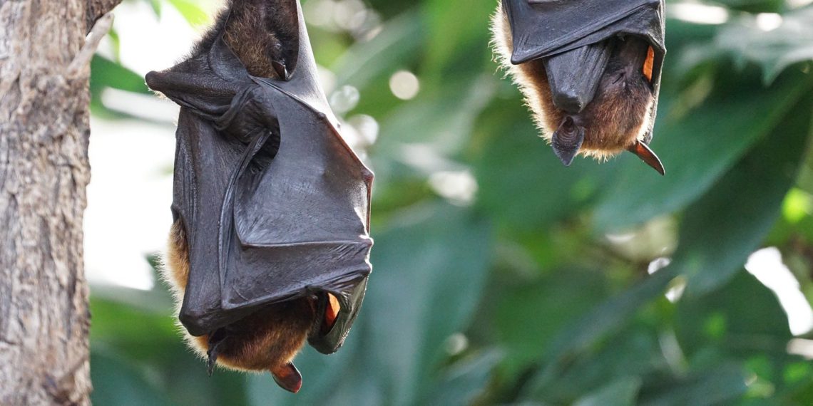 Das Rätsel um die Fledermaus