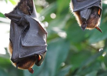 Das Rätsel um die Fledermaus