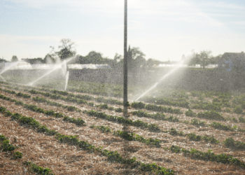 30 Prozent der Saisonarbeitskräfte fehlen – Ernteeinbußen nicht mehr vermeidbar