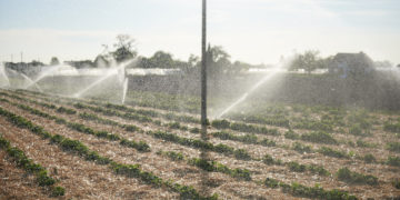 30 Prozent der Saisonarbeitskräfte fehlen – Ernteeinbußen nicht mehr vermeidbar