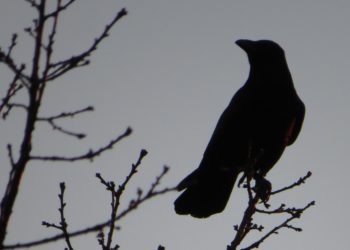 Eine kleine Poesie: Ein Gott