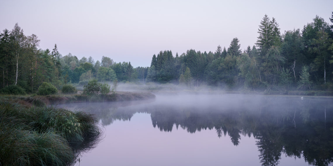 7 Tage morgendliche Waldeinsamkeit
