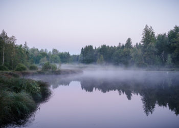 7 Tage morgendliche Waldeinsamkeit