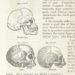 Samuel George Mortons Zeichnungen von Schädeln aus Afrika. Bild: British Library