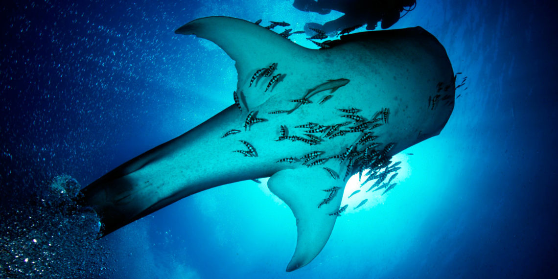 Plastik in unseren Meeren – Uli Kunz im Interview