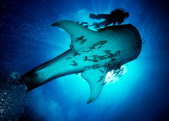 Plastik in unseren Meeren – Uli Kunz im Interview