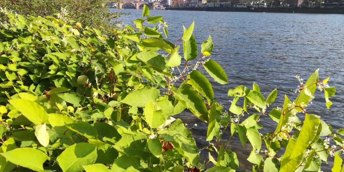 Pflanzen ohne Feinde