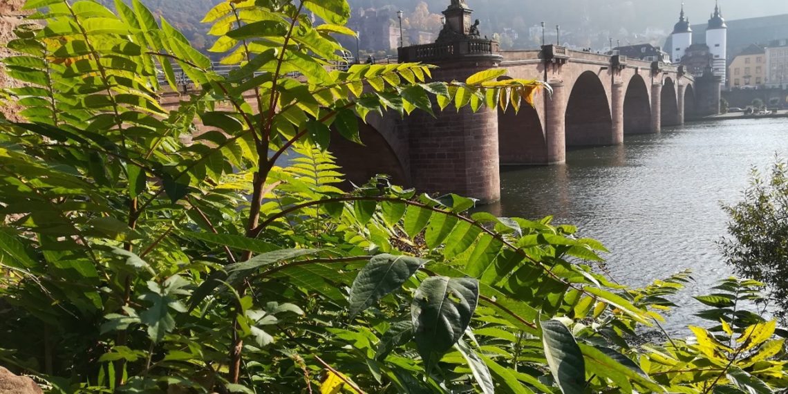 Pflanzen ohne Feinde