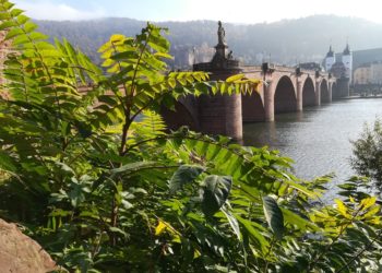 Pflanzen ohne Feinde