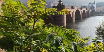 Pflanzen ohne Feinde