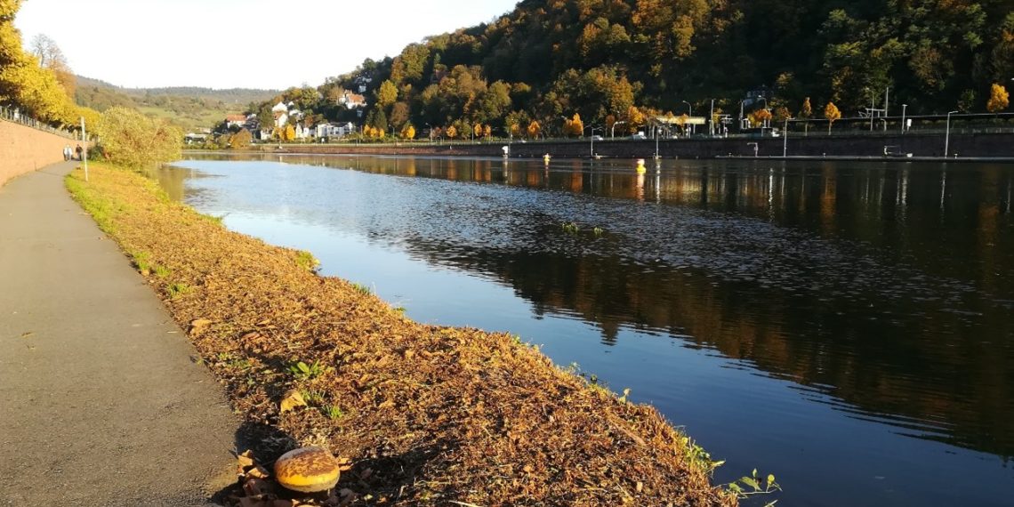 Das Neckarufer bei Neuenheim Richtung Ziegelhausen: Um das Wachstum zu hemmen, wurde der Staudenknöterich frisch gemäht. Eine vollständige Bekämpfung der invasiven Art ist nicht mehr möglich.
Foto: dar