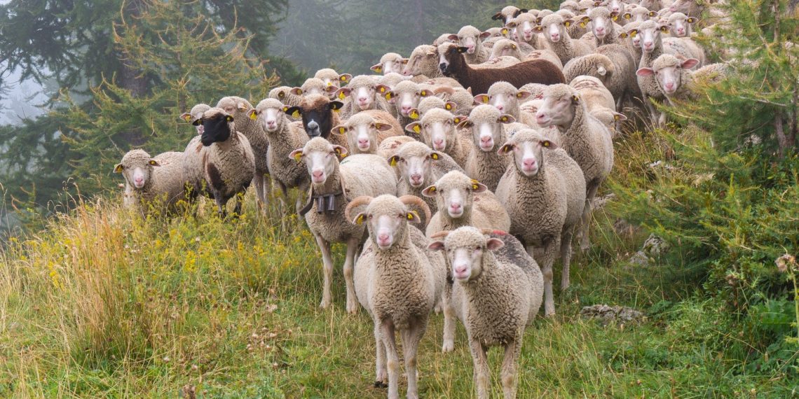 Herdentiere und Individualist:innen