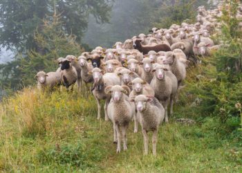 Herdentiere und Individualist:innen