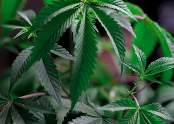 Es wird doch noch grüner