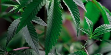 Es wird doch noch grüner