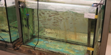 Tierversuche ohne Alternative?