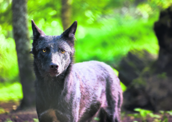 Können Wolfskinder Sprachen lernen?