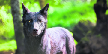 Können Wolfskinder Sprachen lernen?