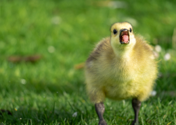 Grüner Olymp dank Sintflut