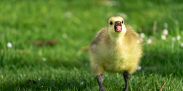 Grüner Olymp dank Sintflut