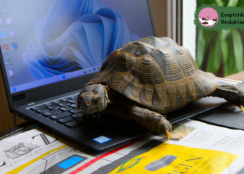 Striegeln, Streicheln und Studieren