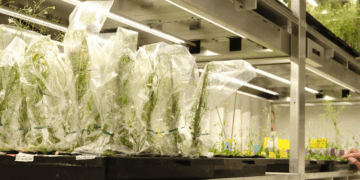 Grüne Zukunft durch grüne Gentechnik?